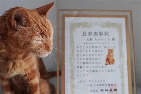 ねこのりん 長寿表彰状 20歳3か月目｜西垣裕里（ゆりりん社会 .